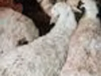 كبش, الأغنام — الصورة 5