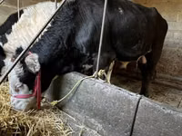Toro, Ganado vacuno — foto 1