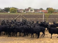 Schafe (Partie, Geschlecht nicht angegeben), Racka sheep — Foto 1