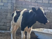 गाय, Simmental cattle — फ़ोटो 1