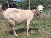 عنزة, Saanen goat — الصورة 4