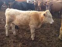 Bulle, Aberdeen-Angus — Foto 3