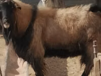 मेढ़ा, Edilbay sheep — फ़ोटो 1