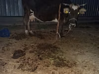 بقرة, Latvian Blue cattle — الصورة 2