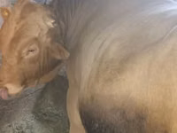 Toro, Ganado vacuno — foto 1
