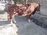 Bulle, Simmental cattle — Foto 2