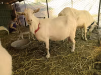 Ziegen (Partie, Geschlecht nicht angegeben), Saanen goat — Foto 1