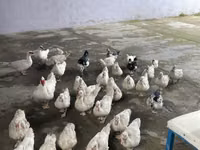 Ducks — 照片 4