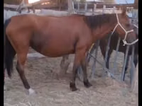 فرس, Kazakh horse — الصورة 2