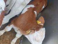 Bulle, Simmental cattle — Foto 1