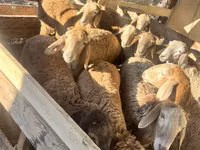 Oveja, Rhon sheep — foto 7