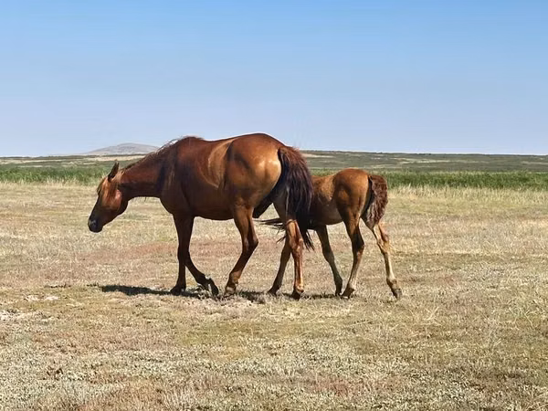 Stute, Kazakh horse — Kasachstan