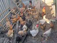 Chickens — Foto 5