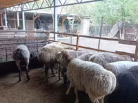 نعجة, Rhon sheep — الصورة 4