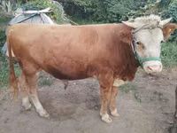 公牛, Swiss cattle — 照片 2