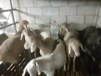 Кочкор, Арашан — сүрөт 8