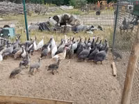 Guinea fowl — foto 1