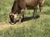 بقرة, Swiss cattle — الصورة 3