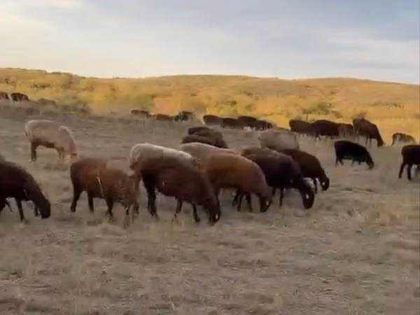 Schaf, Edilbay sheep