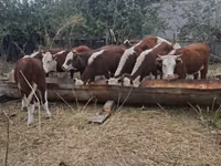 गाय, कजाख़स्तानी सफेद सिर वाली गाय — फ़ोटो 2