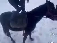 Ат, Унгар полукровка — сүрөт 3
