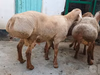 Ram, Sheep — photo 1