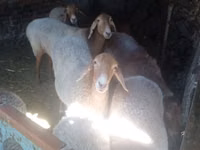 Schaf, Edilbay sheep — Foto 1