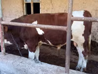 Bulle, Simmental cattle — Foto 3