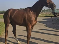 Mare, Thoroughbred horse — photo 3