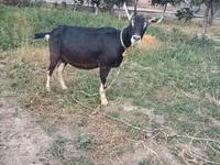 Vaca, Ganado vacuno — foto 3