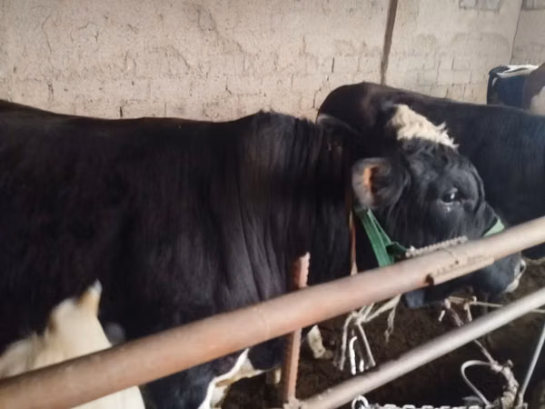 公牛, Cattle — 乌兹别克斯坦