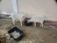 Ziege, Irish goat — Foto 4