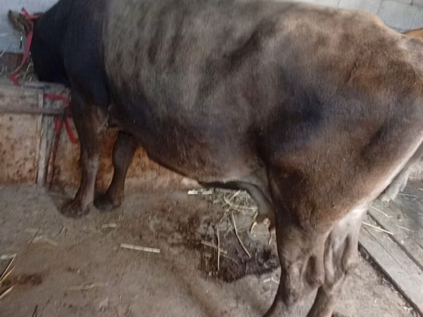 母牛, Cattle