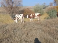 Vaca, Simmental cattle — foto 4