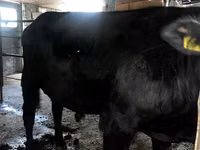 Rinder (Partie, Geschlecht nicht angegeben), Aberdeen-Angus — Foto 2
