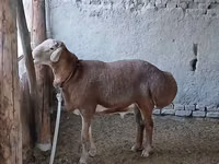 كبش, Arashan sheep — الصورة 2