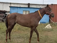 Hengst, Arabian horse — Foto 5