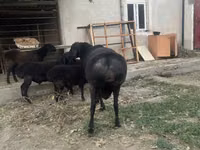 كبش, الأغنام — الصورة 4