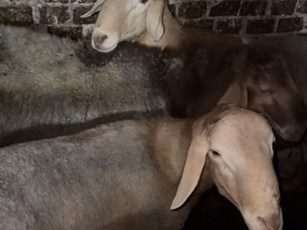 Carnero, Arashan sheep — Kirguistán