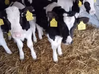 公牛, Holstein breed — 照片 2