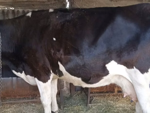 母牛, Russian Black pied cattle — 吉尔吉斯斯坦