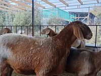 Qoʻy, Arashan sheep — 5-rasm