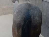 Caballo, Caballos — foto 4