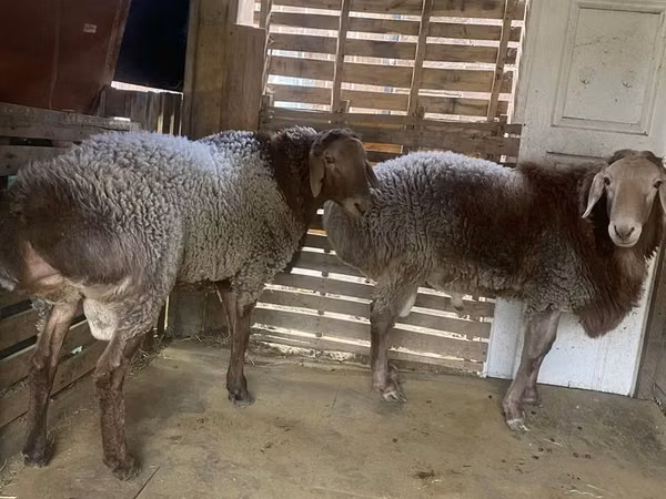 كبش, Hissar sheep — كازاخستان