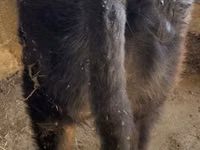 Bulle, Belgische Blauwe — Foto 6