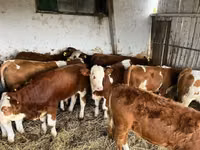 Kuh, Simmental cattle — Foto 2