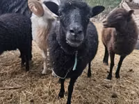 Oveja, Ouessant sheep — foto 1