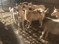 Billy Goat, Saanen goat — photo 4
