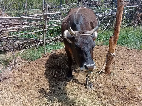 母牛, Cattle — 吉尔吉斯斯坦