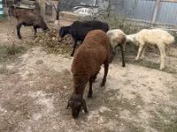 Schaf, Schafe — Foto 1